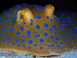 Bluespotted ribbontail ray (Taeniura lymma) - Moyo island... by Marco Waagmeester 